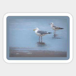 Seagulls At Boca Chica Beach Sticker